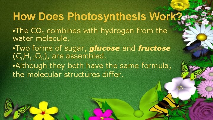 How Does Photosynthesis Work? • The CO 2 combines with hydrogen from the water