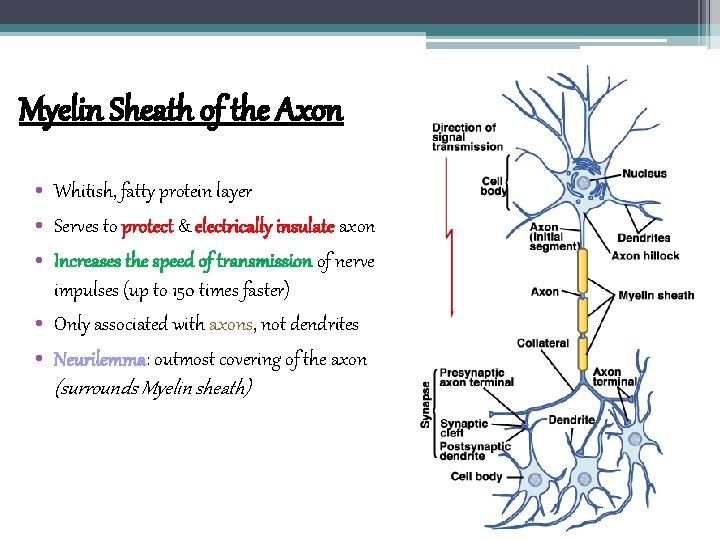 Myelin Sheath of the Axon • Whitish, fatty protein layer • Serves to protect