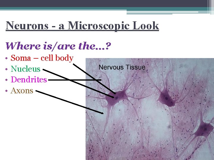 Neurons - a Microscopic Look Where is/are the…? • • Soma – cell body