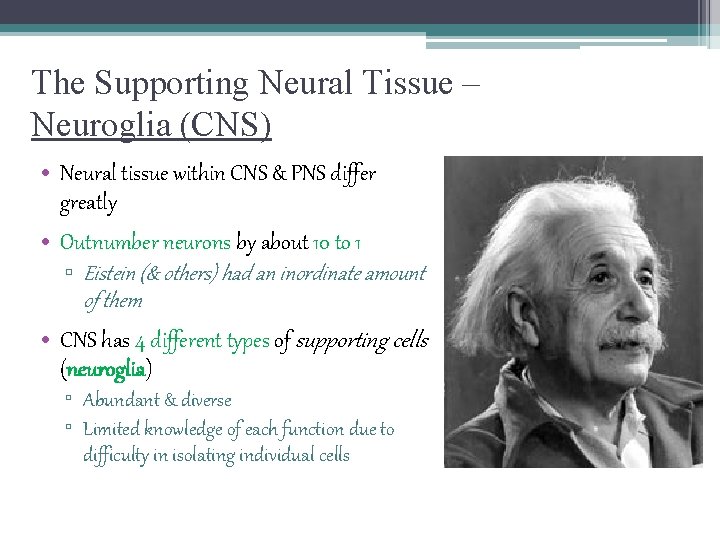 The Supporting Neural Tissue – Neuroglia (CNS) • Neural tissue within CNS & PNS