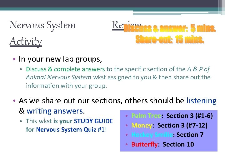Nervous System Activity Review • In your new lab groups, ▫ Discuss & complete