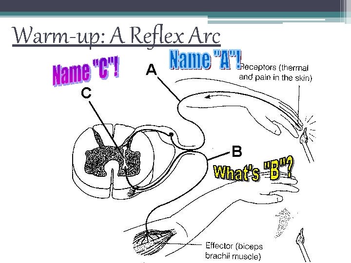 Warm-up: A Reflex Arc 