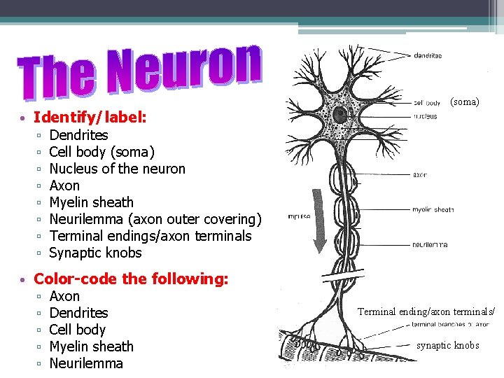 (soma) • Identify/label: ▫ ▫ ▫ ▫ Dendrites Cell body (soma) Nucleus of the