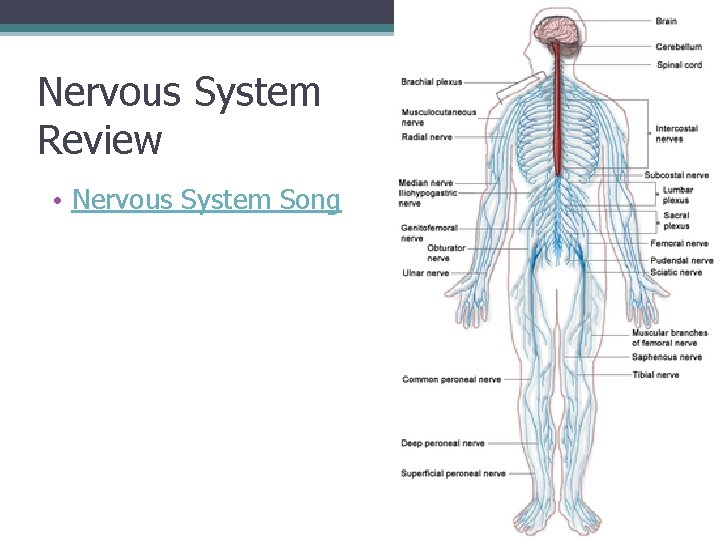 Nervous System Review • Nervous System Song 