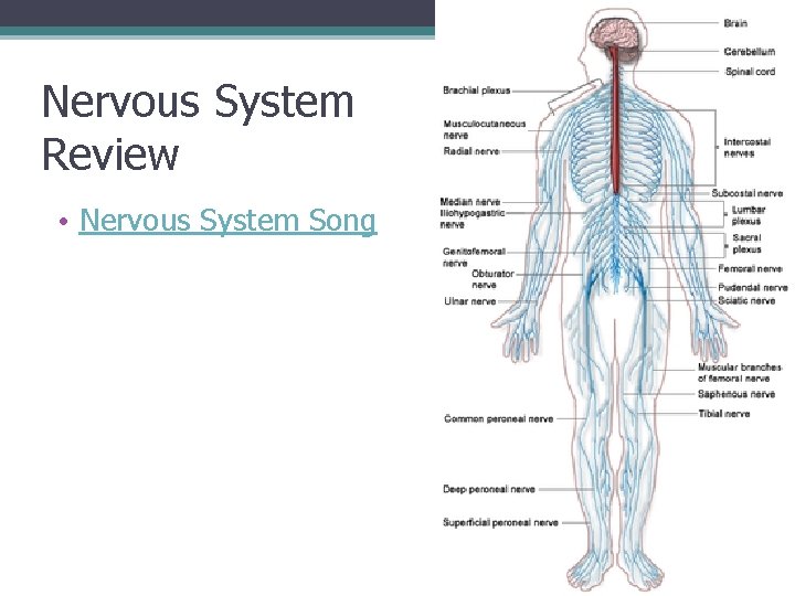 Nervous System Review • Nervous System Song 