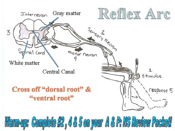 Gray matter White matter Central Canal Cross off “dorsal root” & “ventral root” Reflex