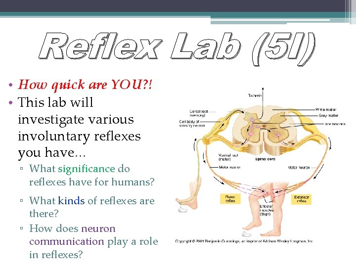  • How quick are YOU? ! • This lab will investigate various involuntary