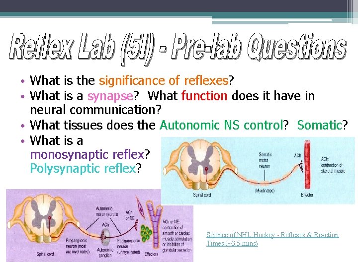  • What is the significance of reflexes? • What is a synapse? What