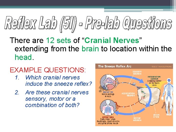 There are 12 sets of “Cranial Nerves” extending from the brain to location within