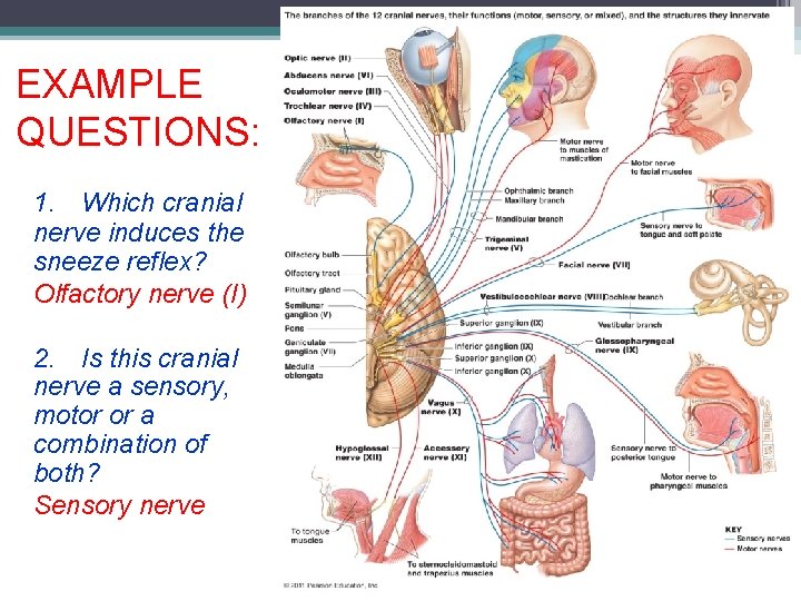 EXAMPLE QUESTIONS: 1. Which cranial nerve induces the sneeze reflex? Olfactory nerve (I) 2.