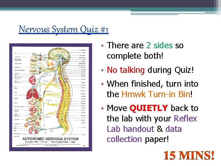 Nervous System Quiz #1 • There are 2 sides so complete both! • No