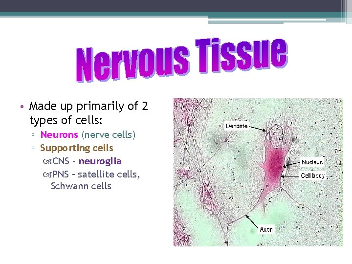  • Made up primarily of 2 types of cells: ▫ Neurons (nerve cells)