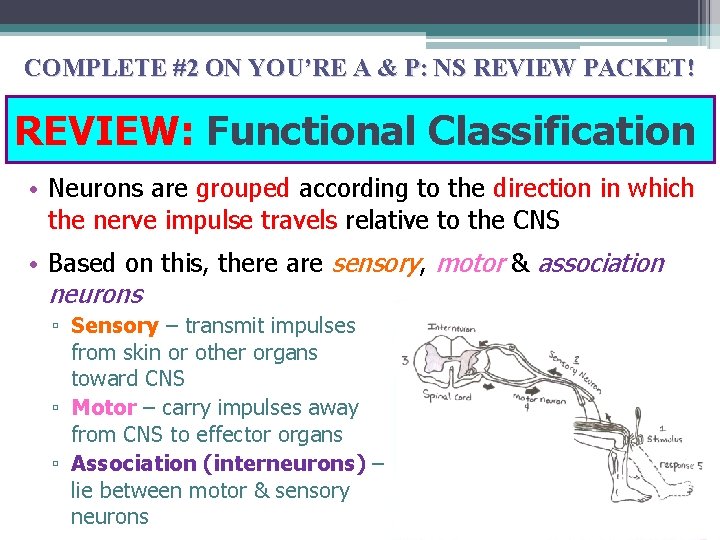 COMPLETE #2 ON YOU’RE A & P: NS REVIEW PACKET! REVIEW: Functional Classification •