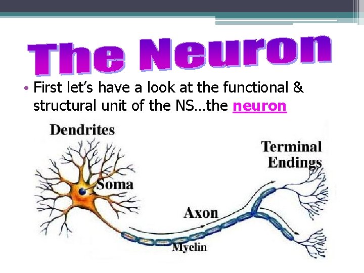  • First let’s have a look at the functional & structural unit of