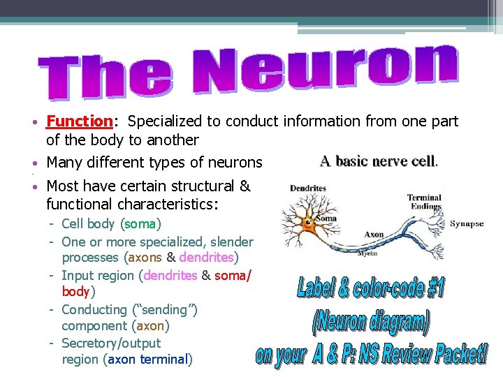  • Function: Specialized to conduct information from one part of the body to