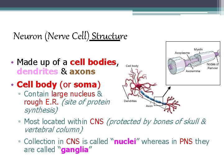 Neuron (Nerve Cell) Structure • Made up of a cell bodies, dendrites & axons