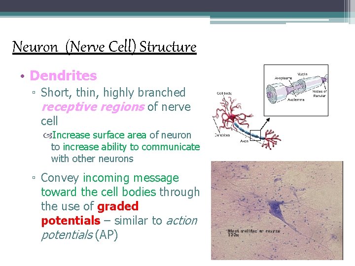 Neuron (Nerve Cell) Structure • Dendrites ▫ Short, thin, highly branched receptive regions of