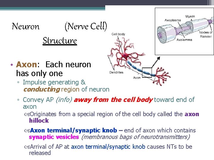 Neuron (Nerve Cell) Structure • Axon: Each neuron has only one ▫ Impulse generating