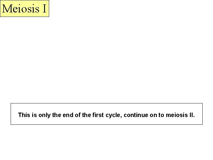 Meiosis I This is only the end of the first cycle, continue on to