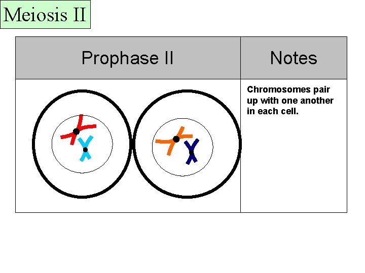 Meiosis II Prophase II Notes Chromosomes pair up with one another in each cell.