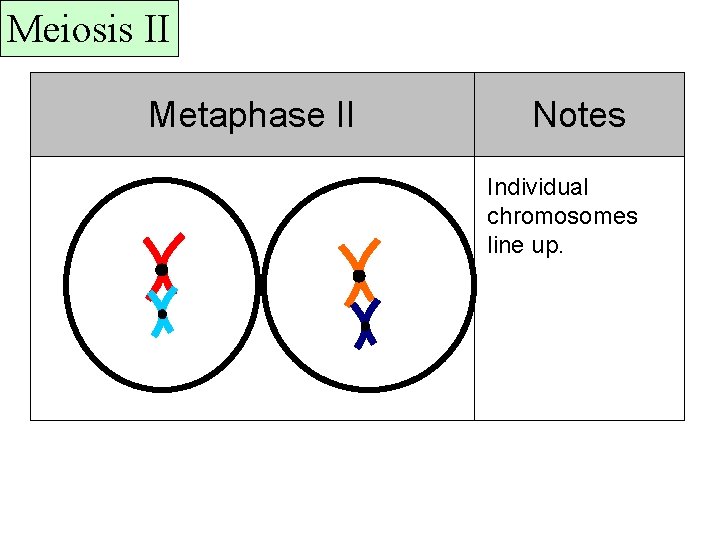 Meiosis II Metaphase II Notes Individual chromosomes line up. 