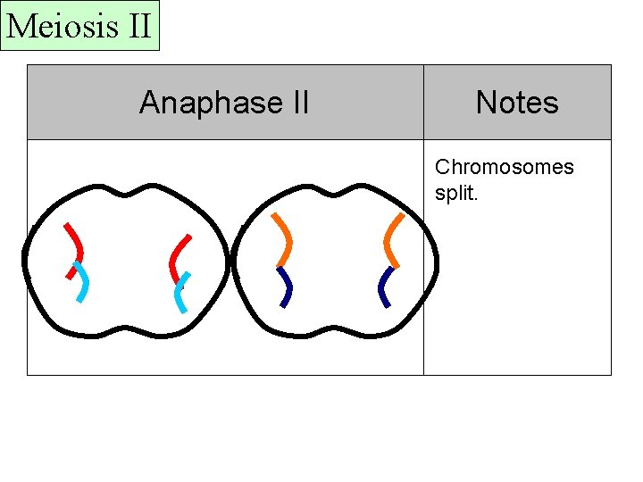 Meiosis II Anaphase II Notes Chromosomes split. 