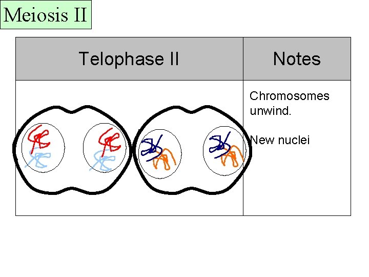 Meiosis II Telophase II Notes Chromosomes unwind. New nuclei 