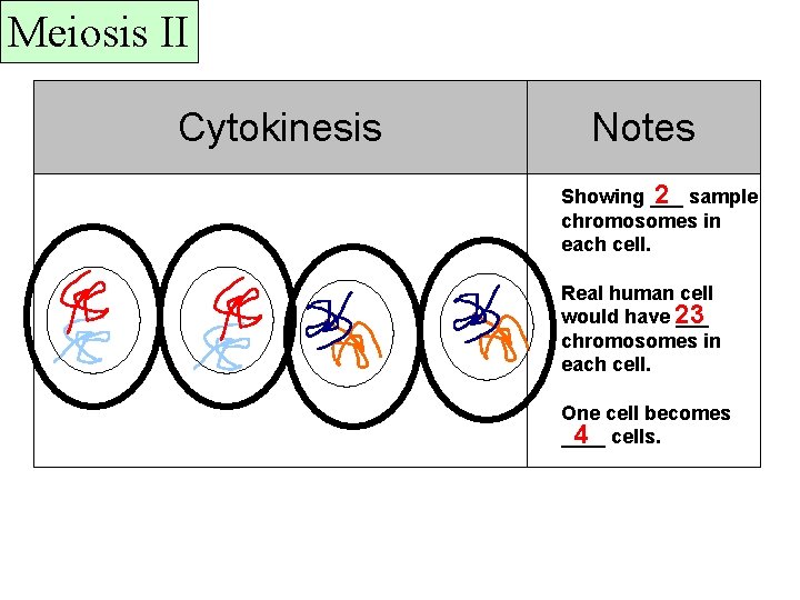 Meiosis II Cytokinesis Notes 2 sample Showing ___ chromosomes in each cell. Real human