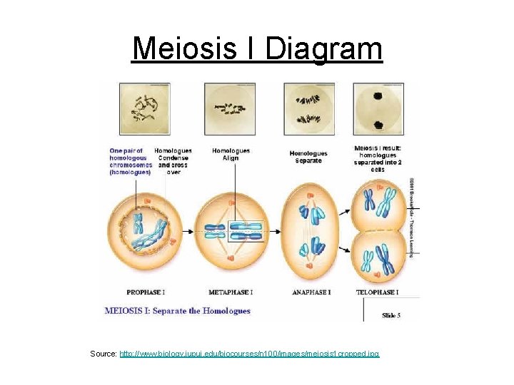 Meiosis I Diagram Source: http: //www. biology. iupui. edu/biocourses/n 100/images/meiosis 1 cropped. jpg 