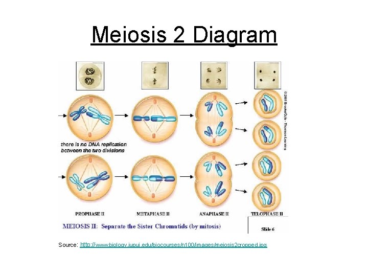 Meiosis 2 Diagram Source: http: //www. biology. iupui. edu/biocourses/n 100/images/meiosis 2 cropped. jpg 
