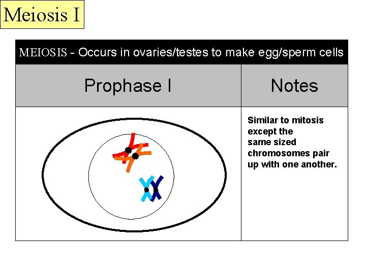 Meiosis I MEIOSIS - Occurs in ovaries/testes to make egg/sperm cells Prophase I Notes