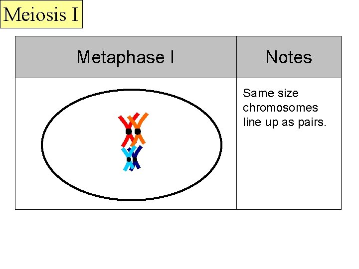 Meiosis I Metaphase I Notes Same size chromosomes line up as pairs. 