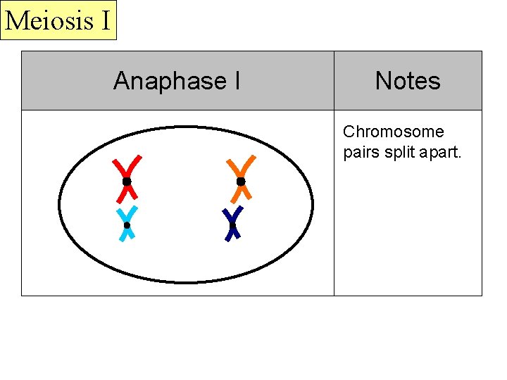 Meiosis I Anaphase I Notes Chromosome pairs split apart. 