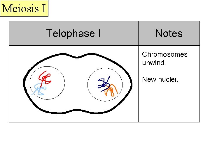 Meiosis I Telophase I Notes Chromosomes unwind. New nuclei. 