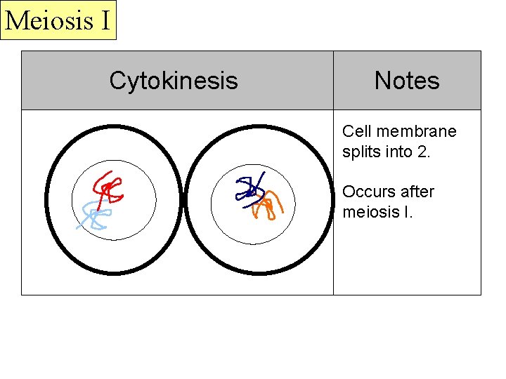 Meiosis I Cytokinesis Notes Cell membrane splits into 2. Occurs after meiosis I. 