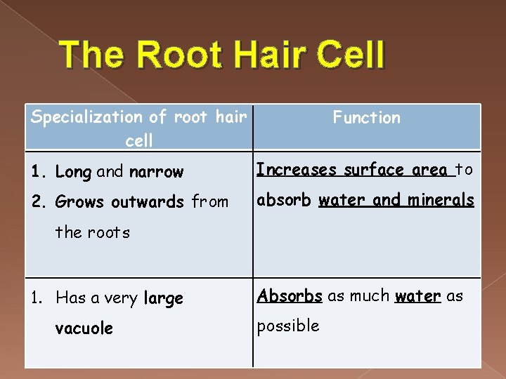 The Root Hair Cell Specialization of root hair cell Function 1. Long and narrow