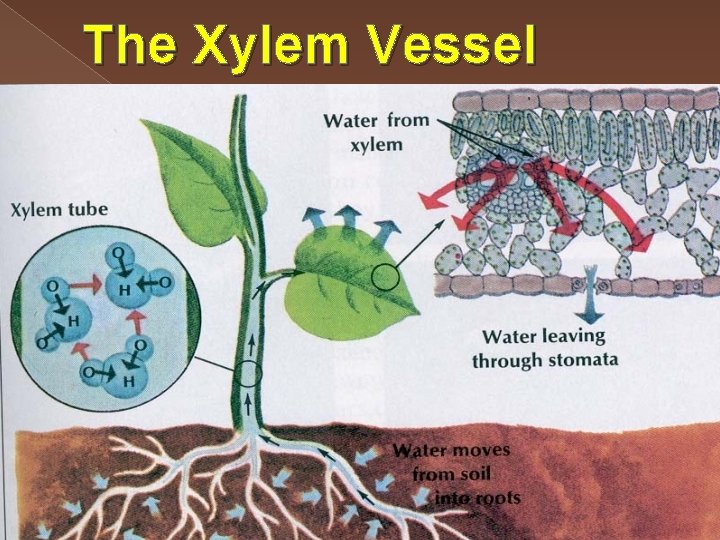 The Xylem Vessel 