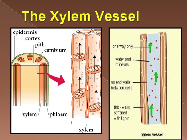 The Xylem Vessel 