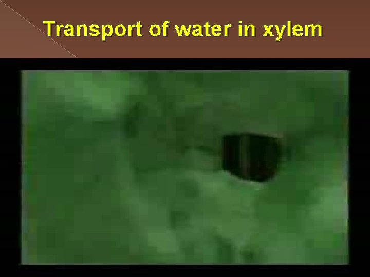Transport of water in xylem 