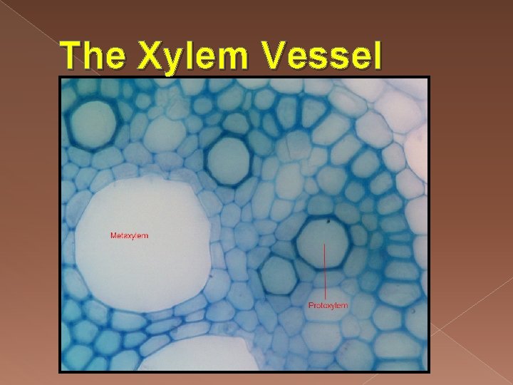 The Xylem Vessel 