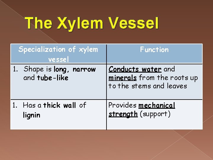 The Xylem Vessel Specialization of xylem vessel 1. Shape is long, narrow and tube-like