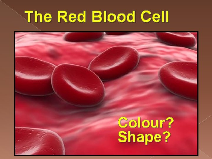 The Red Blood Cell Colour? Shape? 
