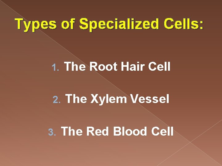 Types of Specialized Cells: 1. The Root Hair Cell 2. The Xylem Vessel 3.