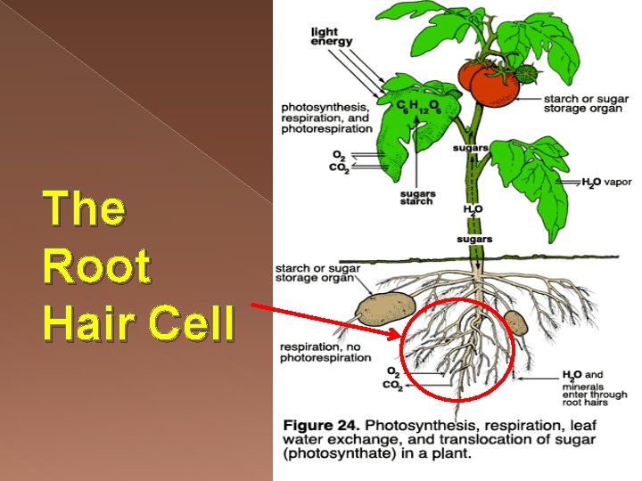 The Root Hair Cell 