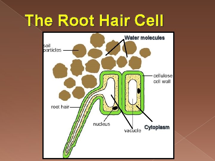 The Root Hair Cell Water molecules Cytoplasm 
