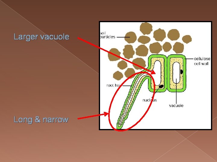 Larger vacuole Long & narrow 