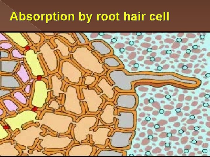 Absorption by root hair cell 