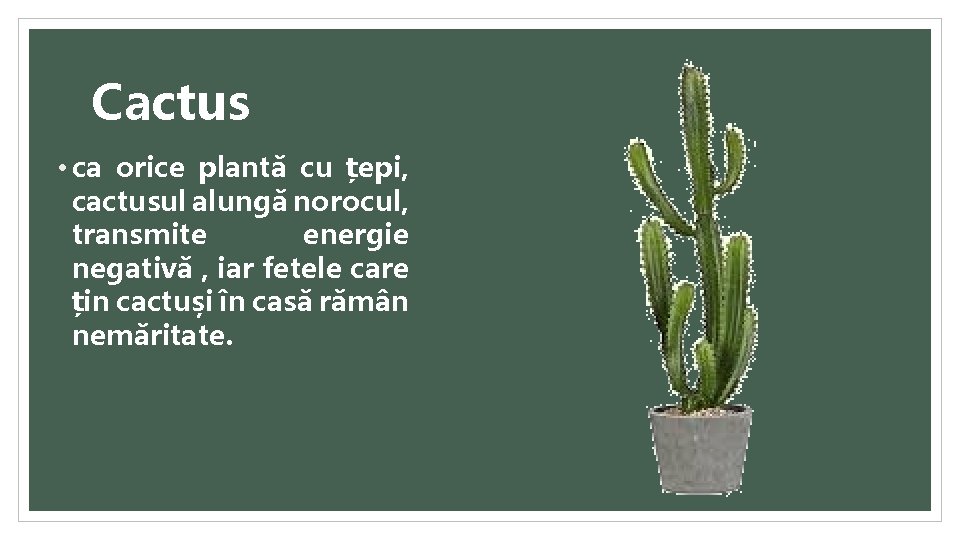 Cactus • ca orice plantă cu țepi, cactusul alungă norocul, transmite energie negativă ,