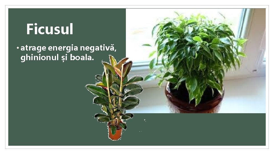 Ficusul • atrage energia negativă, ghinionul și boala. 