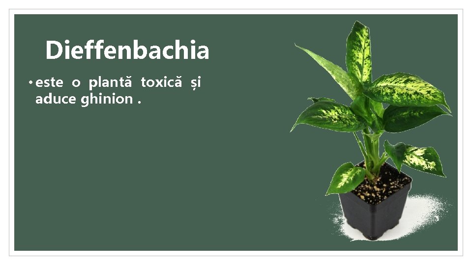Dieffenbachia • este o plantă toxică și aduce ghinion. 